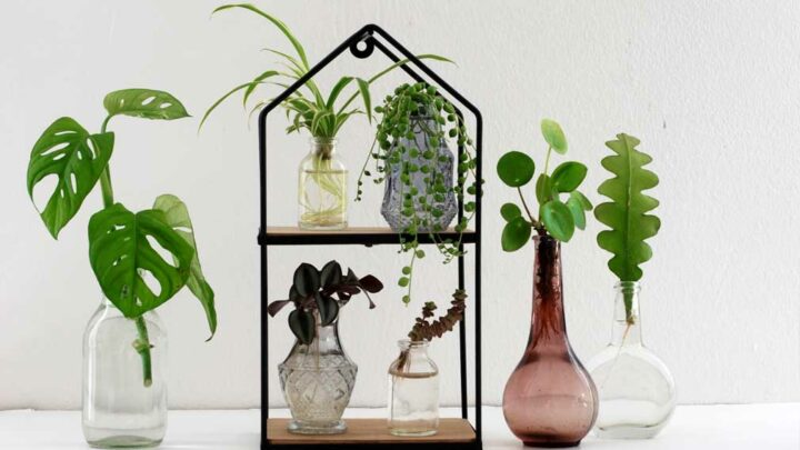 Photo of houseplant water propagation. Many different plant cuttings in small bottles of water growing roots. Monstera, spider plant, string of pearls, tradescantia, pilea, fishbone cactus.