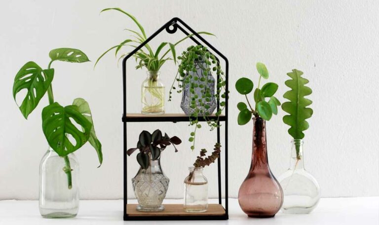 Photo of houseplant water propagation. Many different plant cuttings in small bottles of water growing roots. Monstera, spider plant, string of pearls, tradescantia, pilea, fishbone cactus.