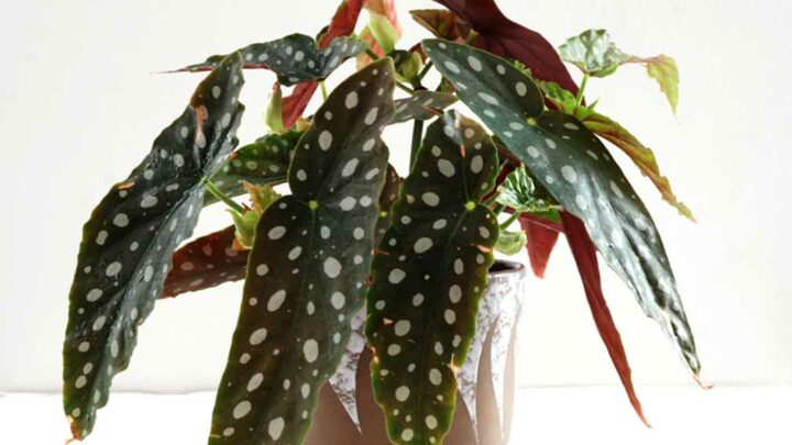 begonia maculata