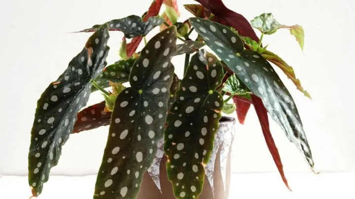begonia maculata