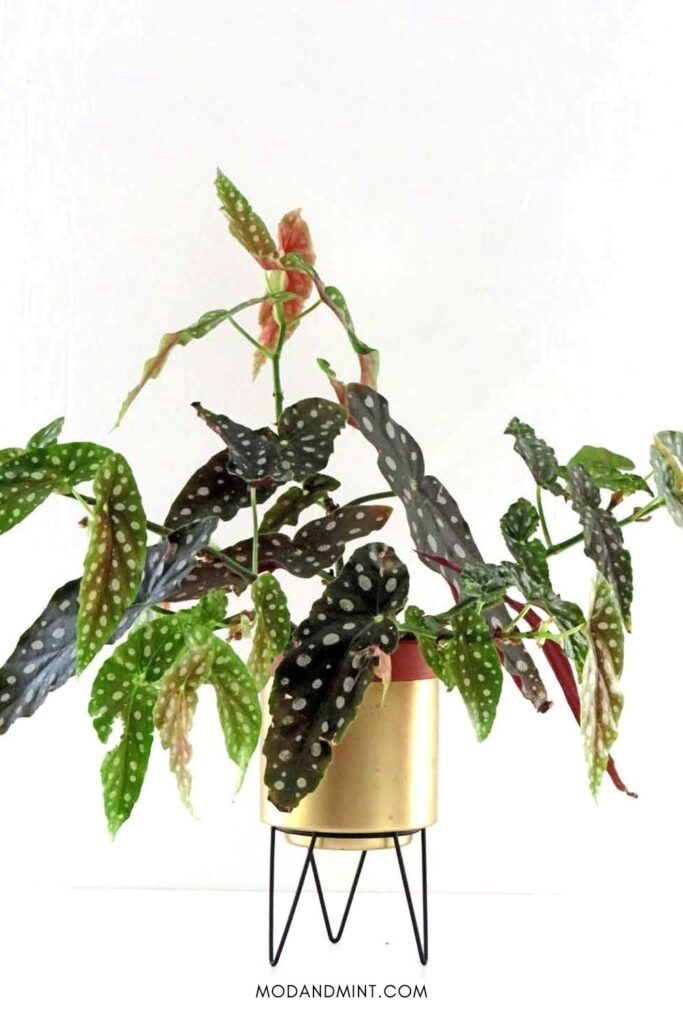Leggy spotted begonia maculata plant in gold planter on plant stand.