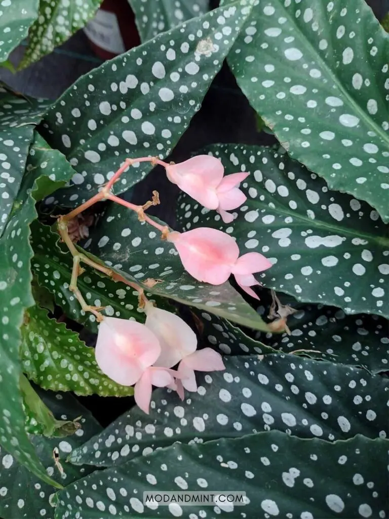 Polka Dot Begonia Maculata Care - Spotted Begonia