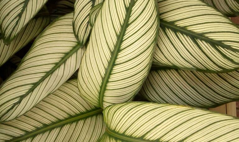 Houseplant Care Profiles
