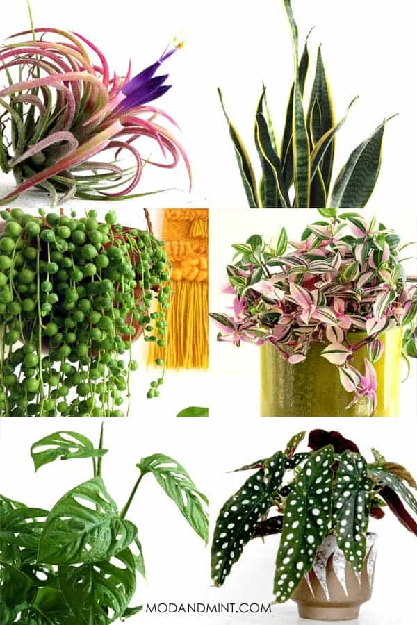 Grid collage of different types of houseplants.