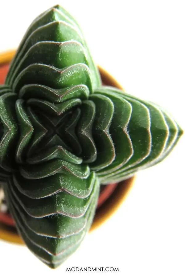 Crassula Buddha's temple succulent plant photographed from above showing the symmetrical shape.