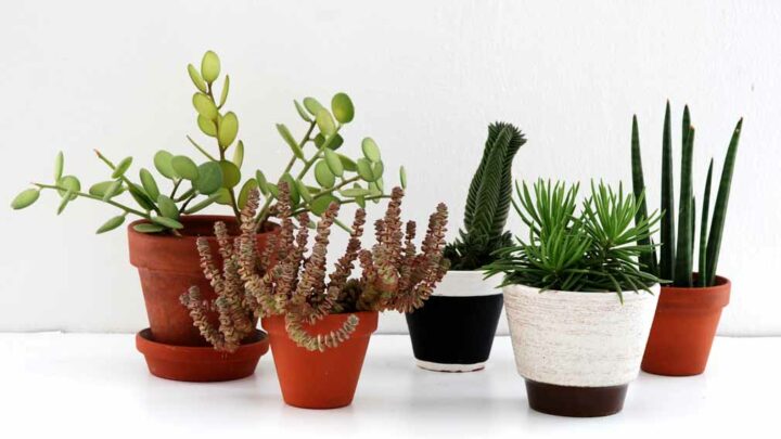 Group of rare unusual indoor succulents.