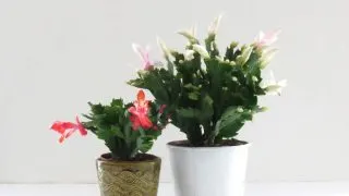 Two Thanksgiving holiday cactus plants, one with white flowers, the other with pink red blooms.