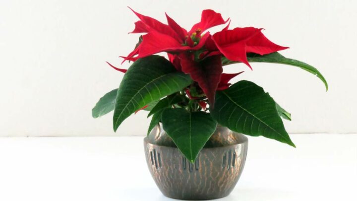 small poinsettia plant in copper vintage planter.