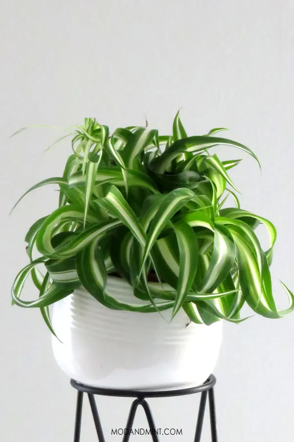 Photo of a curly Spider Plant with green leaves and white stripes in white planter pot.