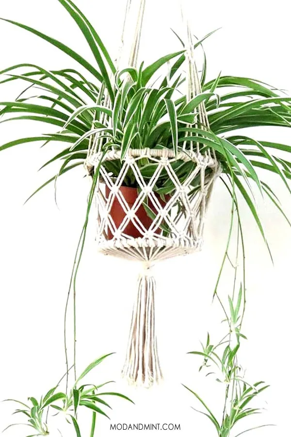 tropical-houseplants-20-exotic-plants-to-bring-the-jungle-indoors
