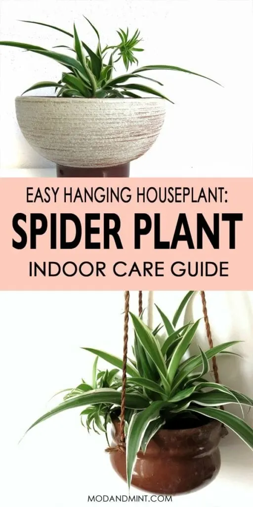Easy hanging houseplant: spider plant indoor care guide.