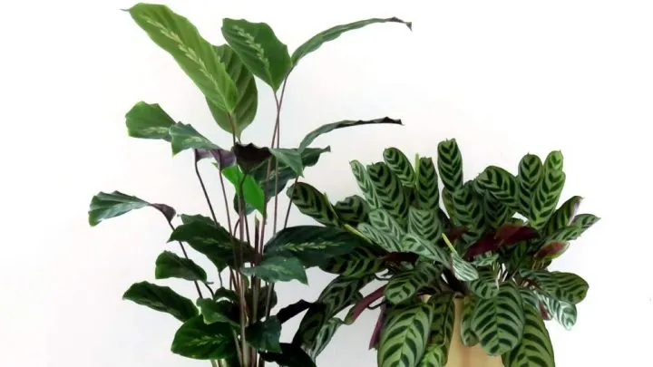 Large prayer plants.