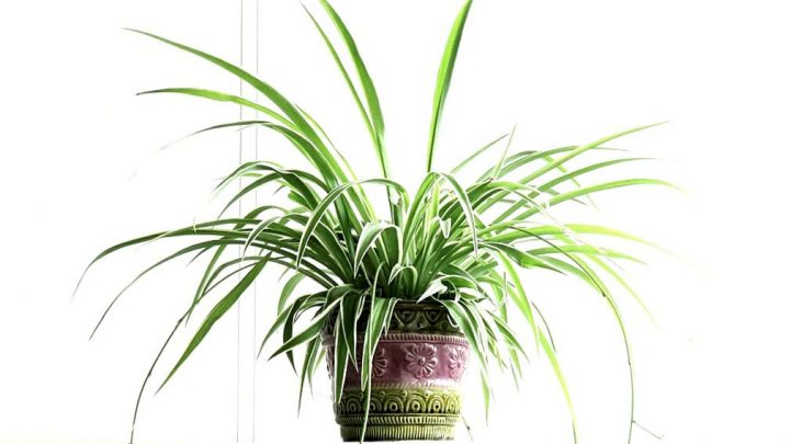 Photo of large spider plant in vintage purple and green planter pot.
