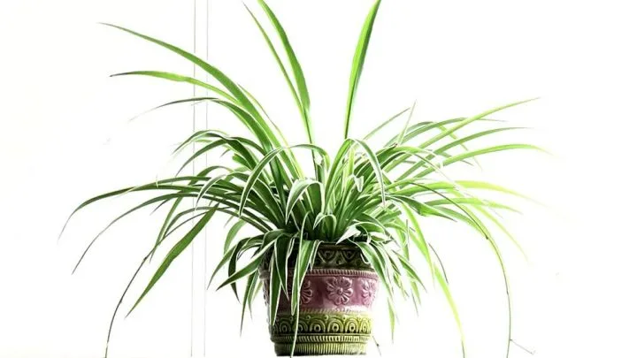 Photo of large spider plant in vintage purple and green planter pot.