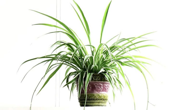 Photo of large spider plant in vintage purple and green planter pot.