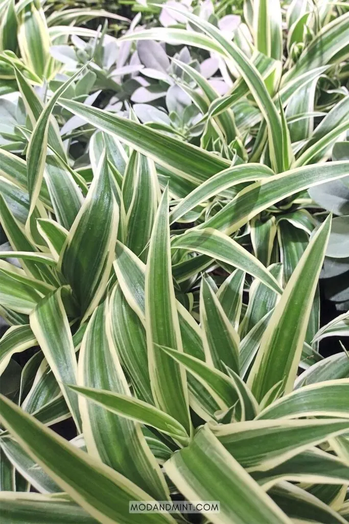 Group of large spider plants.