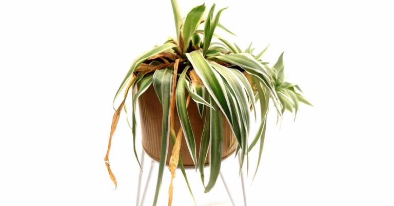 underwatered-spider-plant