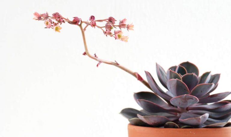 Flowering Echeveria succulent.