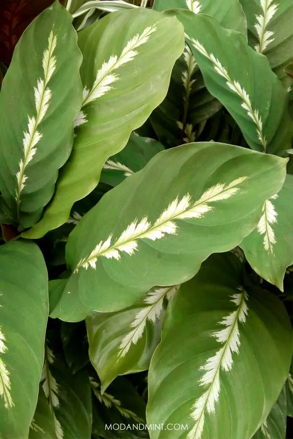 Closeup Calathea maui queen leaves