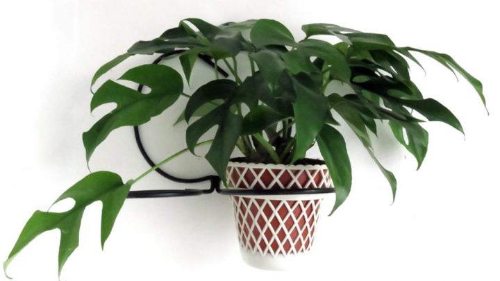Mini monstera plant on wall hanging planter.