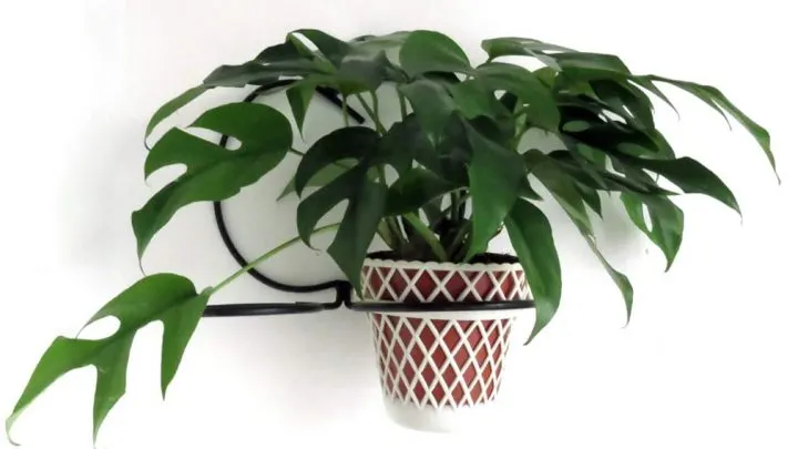 Mini monstera plant on wall hanging planter.