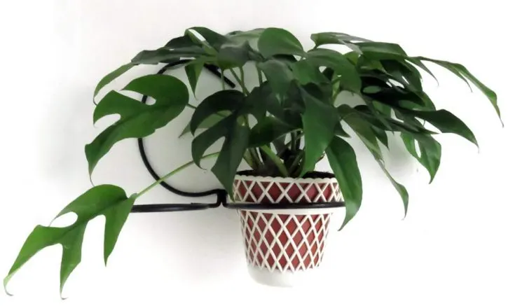 Mini monstera plant on wall hanging planter.