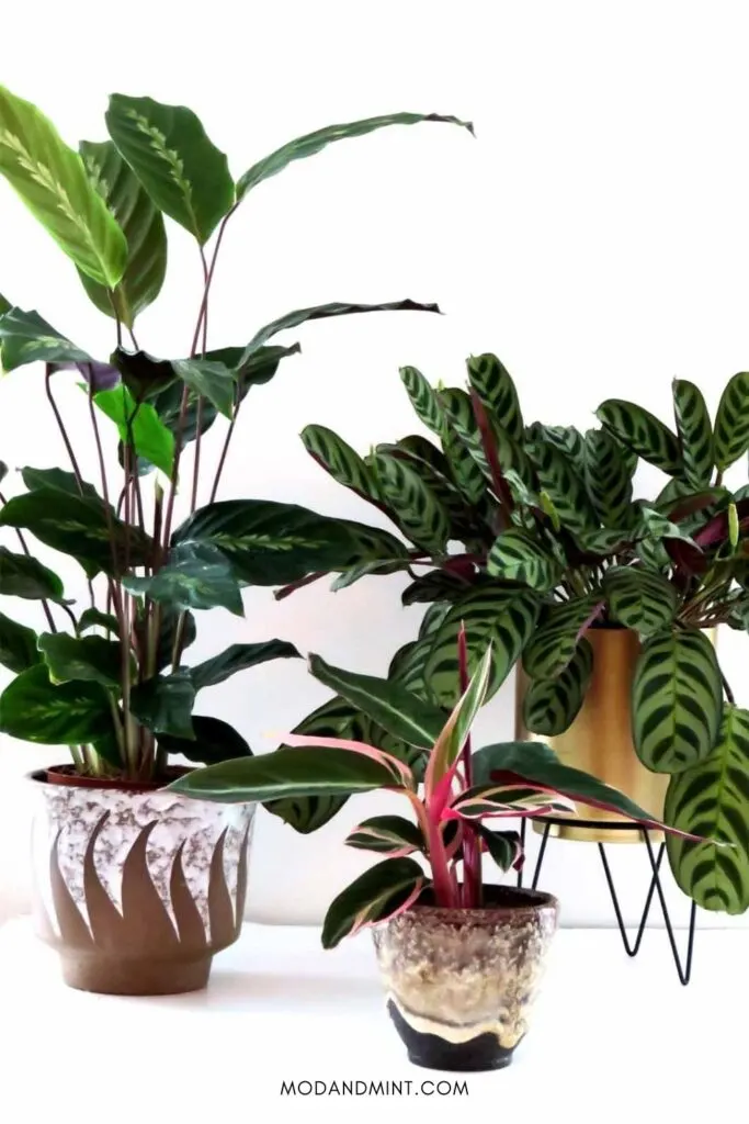 purple heart indoor plant Buy Purple Heart Phoenix, AZ | Tradescantia pallida main image 0