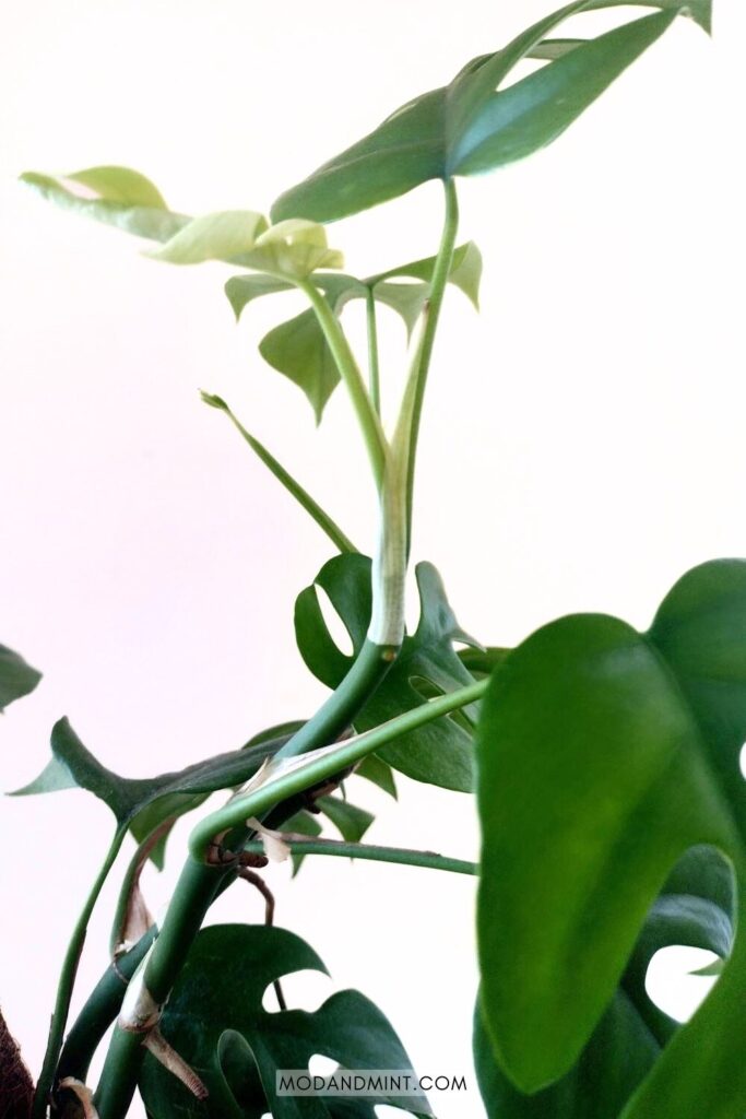 New leaf growing on a Rhaphidophora tetrasperma plant.