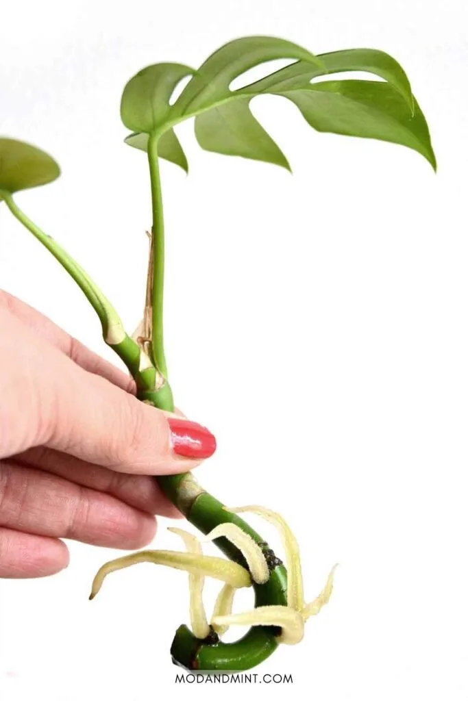 Hand holding up a Rhaphidophora tetrasperma cutting propagated in water growing thick white roots.