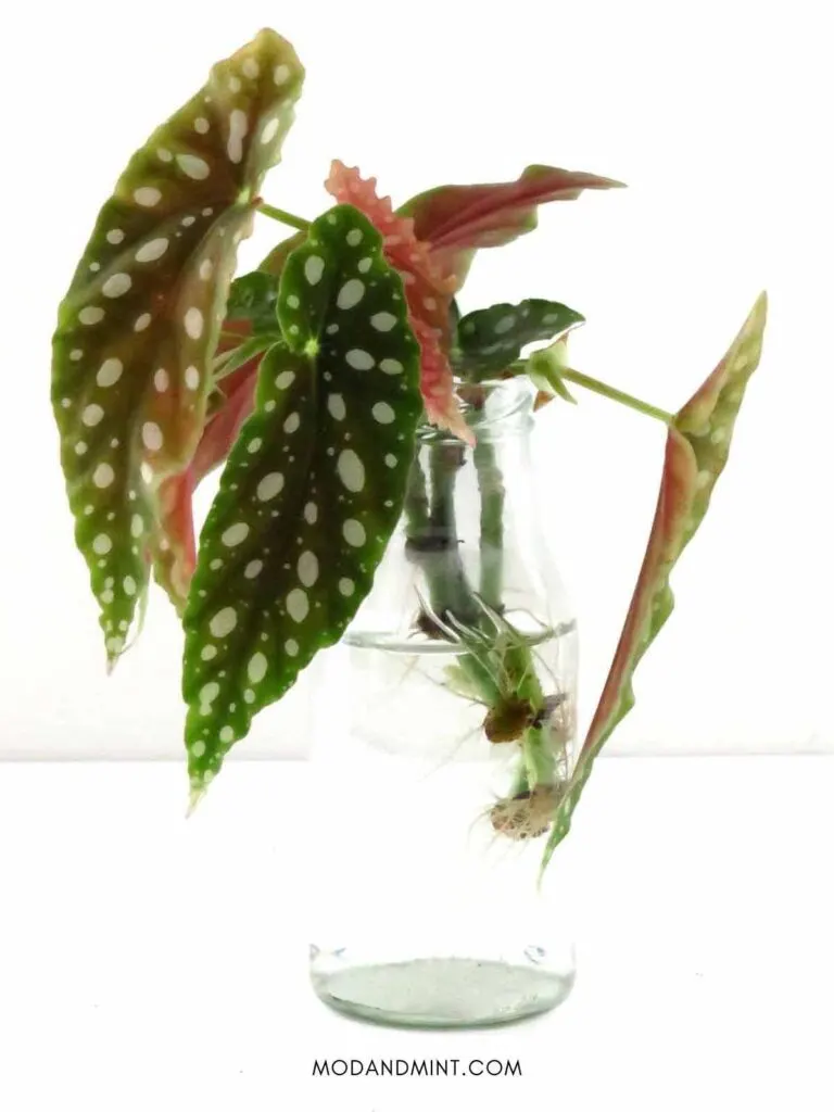 Begonia maculata stem cuttings being propagated in water.