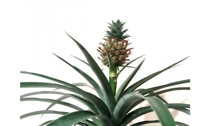 Close up of top of pineapple plant growing fruit.