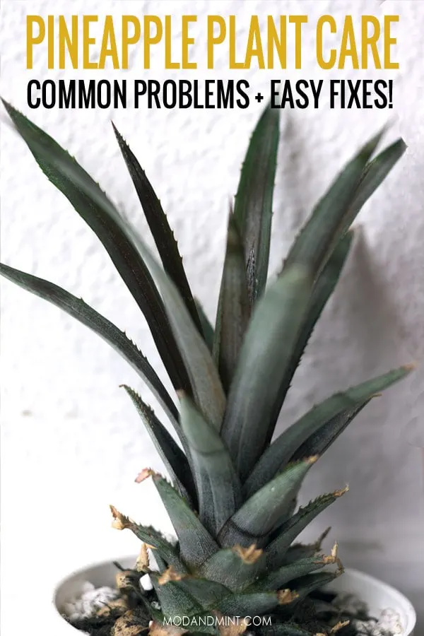 How to Care for a Pineapple Plant as a Houseplant