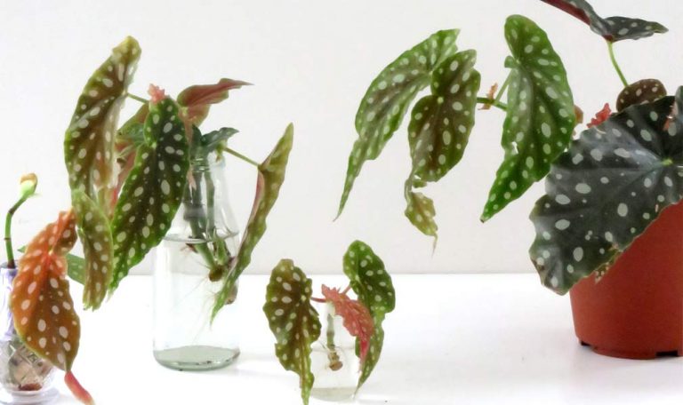 How to Propagate Angel Wing Begonia Plants
