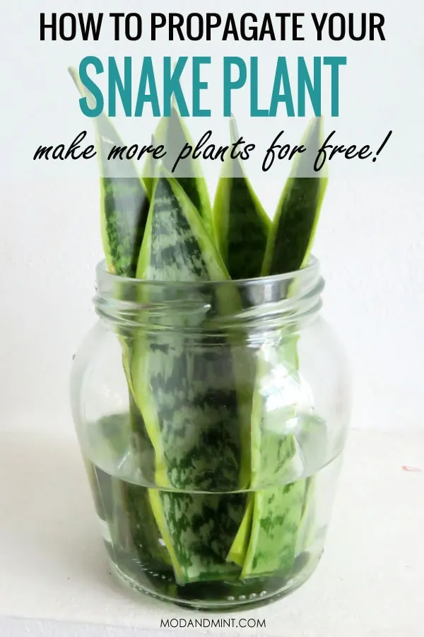 Sansevieria Snake Plant Propagation Tips
