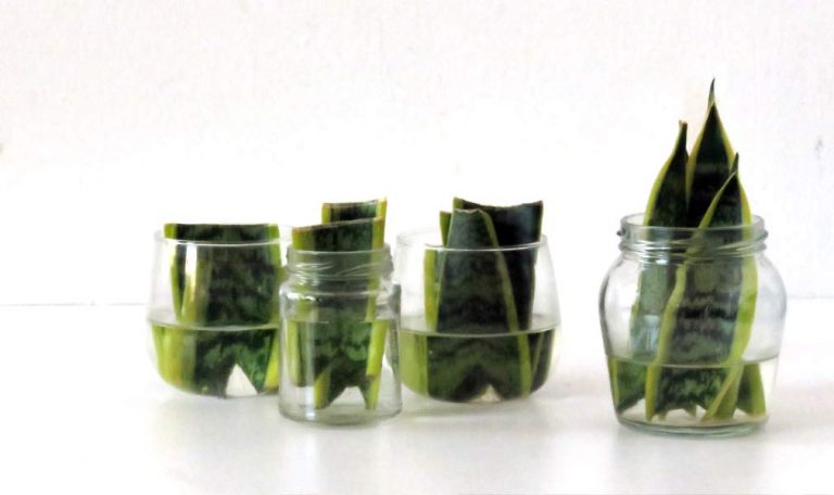 Sansevieria Snake Plant Propagation Tips