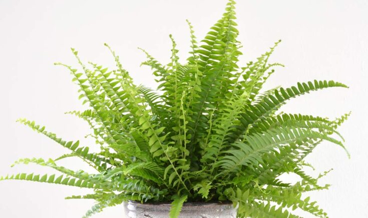 Image for Boston Fern - Nephrolepis exaltata