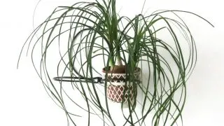 Indoor Ponytail plant Beaucarnea recurvata.