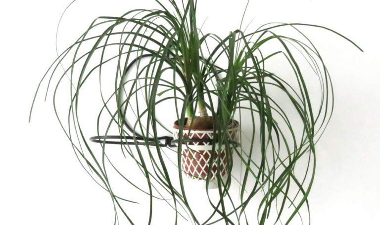 Indoor Ponytail plant Beaucarnea recurvata.