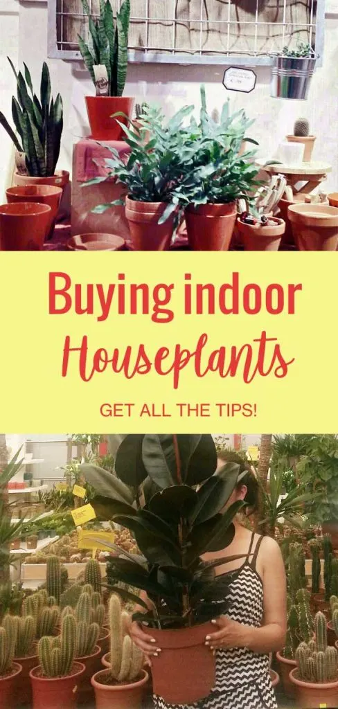 Houseplants on display in store. Photo of woman carrying large rubberplant in garden center. Text on image: Buying indoor houseplants. Get all the tips!