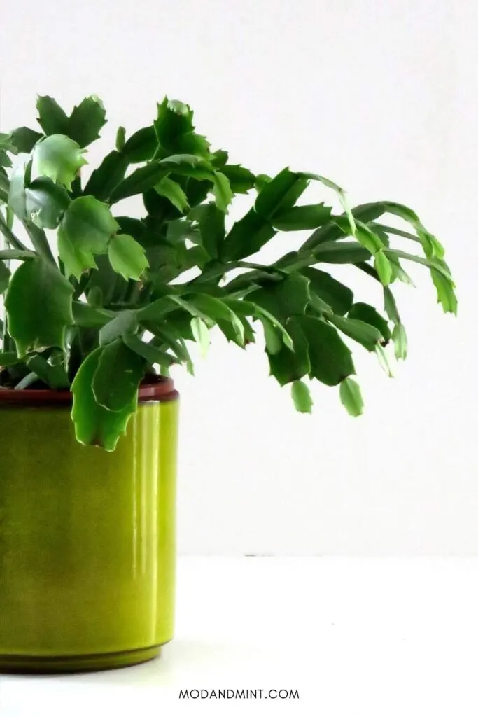Healthy Thanksgiving cactus without flowers in green pot.