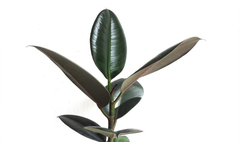 FIcus Elastica Rubber plant care