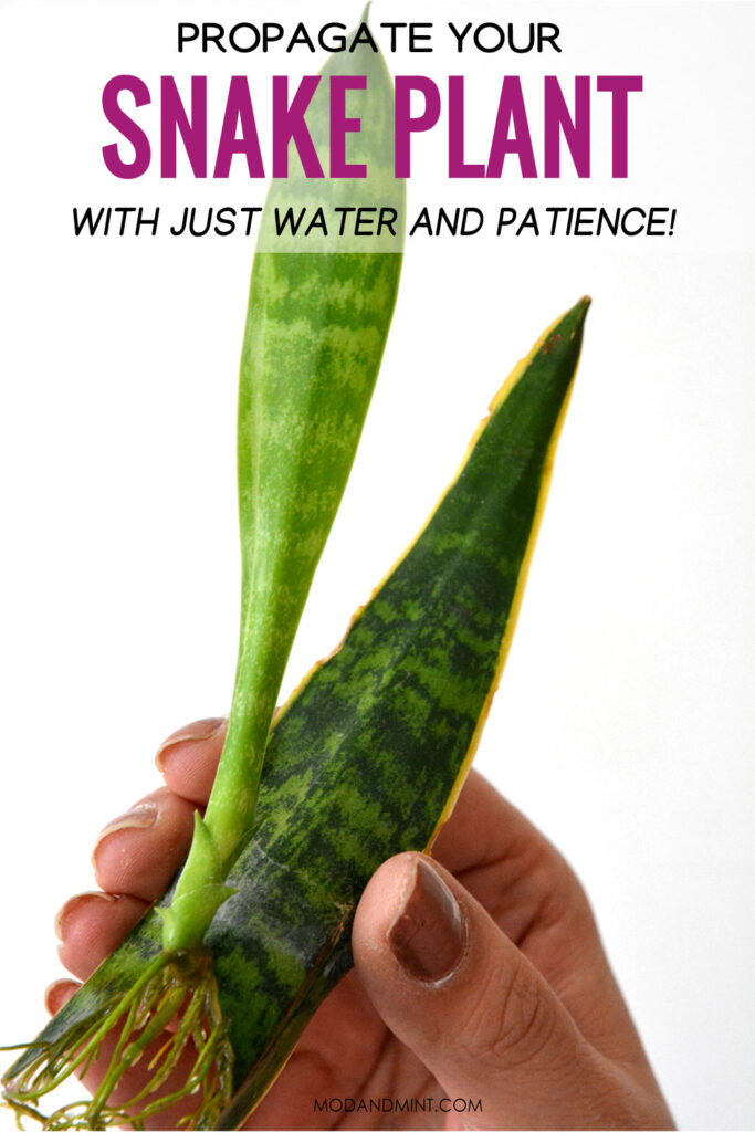 How To Propagate Snake Plant From A Cutting