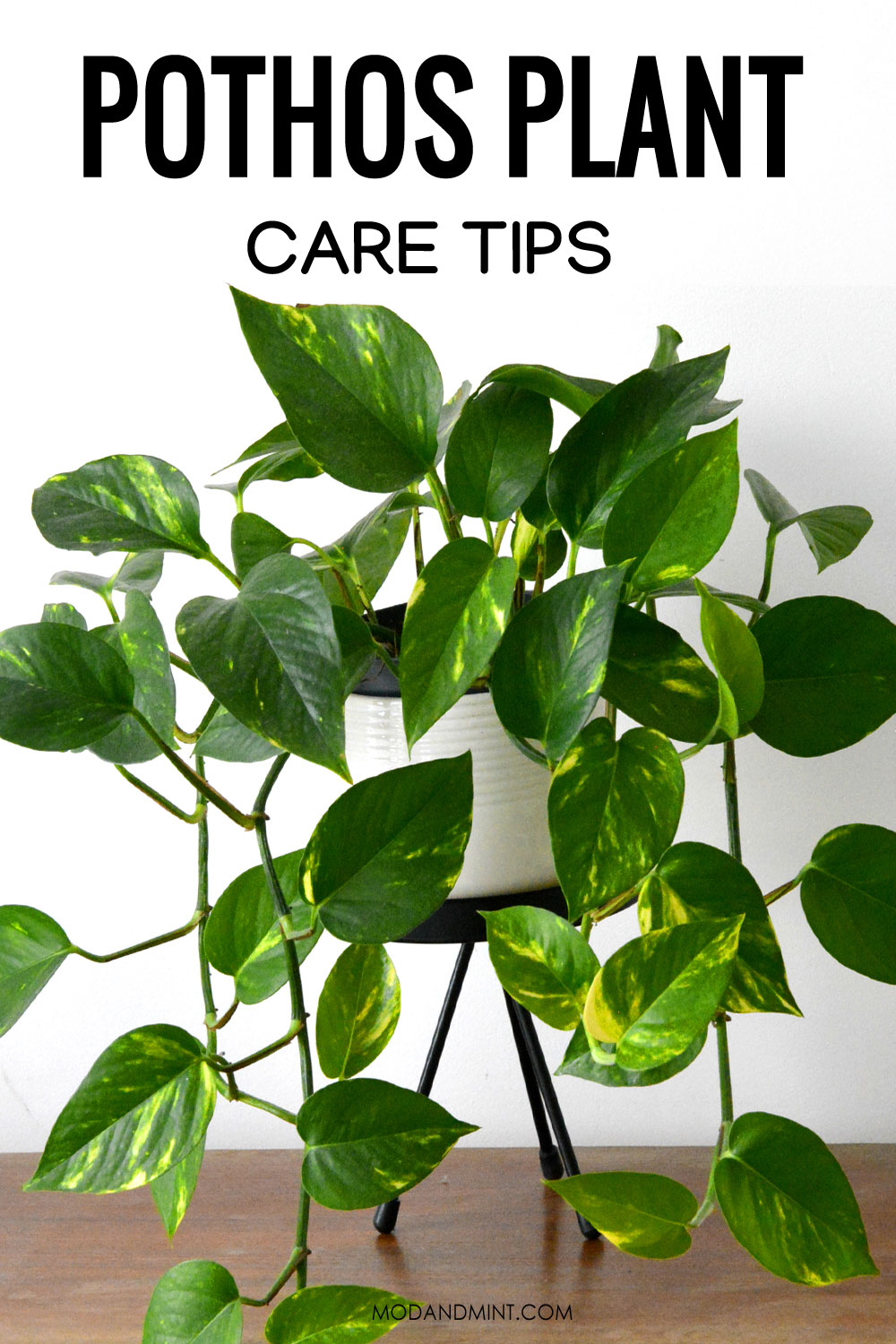 Epipremnum aureum Care Tips - How to Grow Indoor Pothos Plant