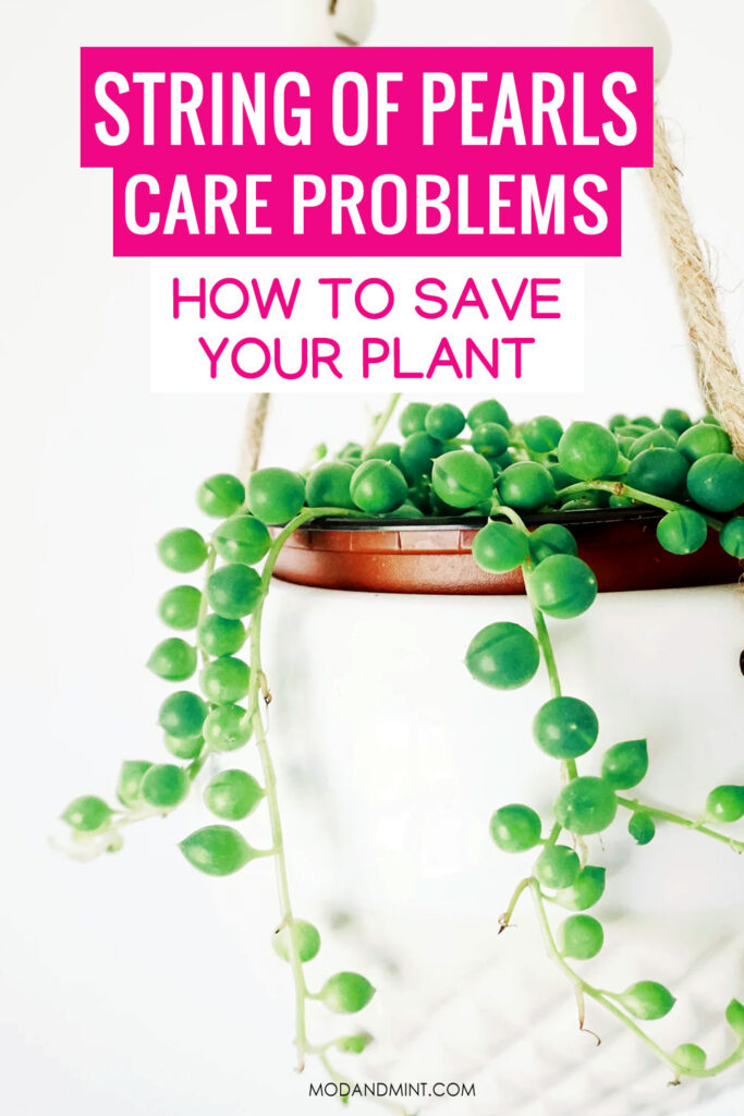 Hanging string of pearls plant in white pot. Text on image: String of pearls care problems. How to save your plant. modandmint.com
