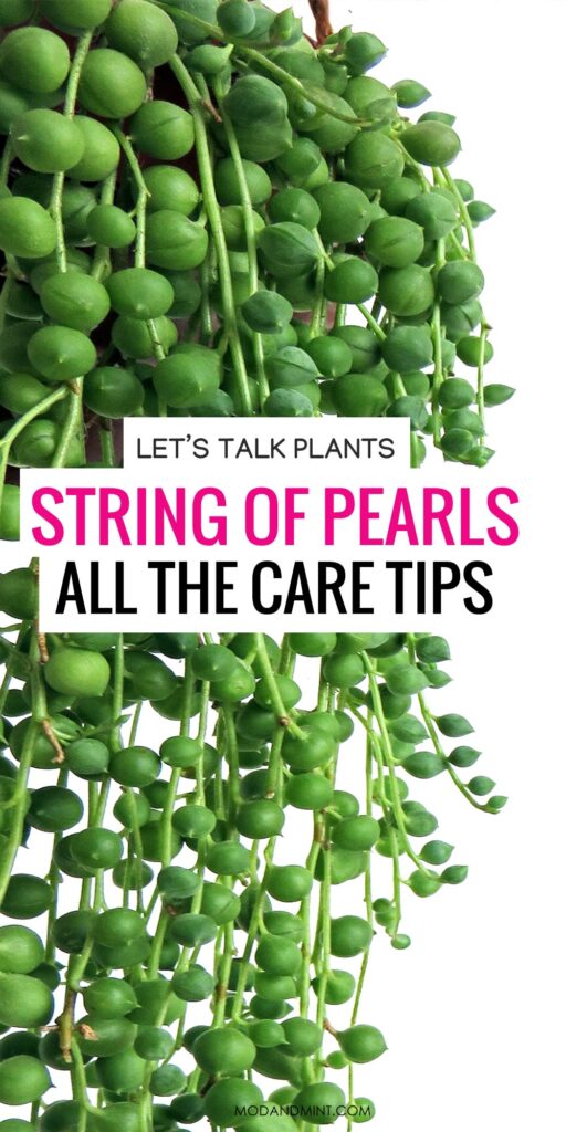 Close up of long hanging string of pearls plant. Text on image: Let's talk plants. String of pearls all the care tips. modandmint.com.