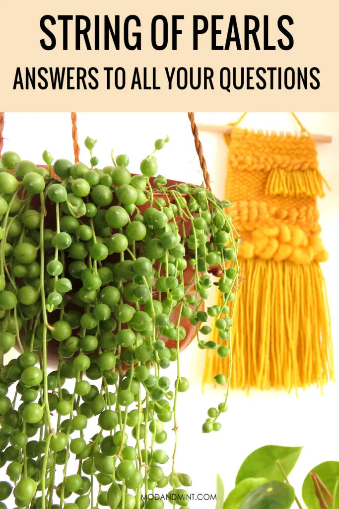 Hanging string of pearls plant with yellow woven wall hanging in the background. Text on image: String of pearls answers to all your questions. modandmint.com.