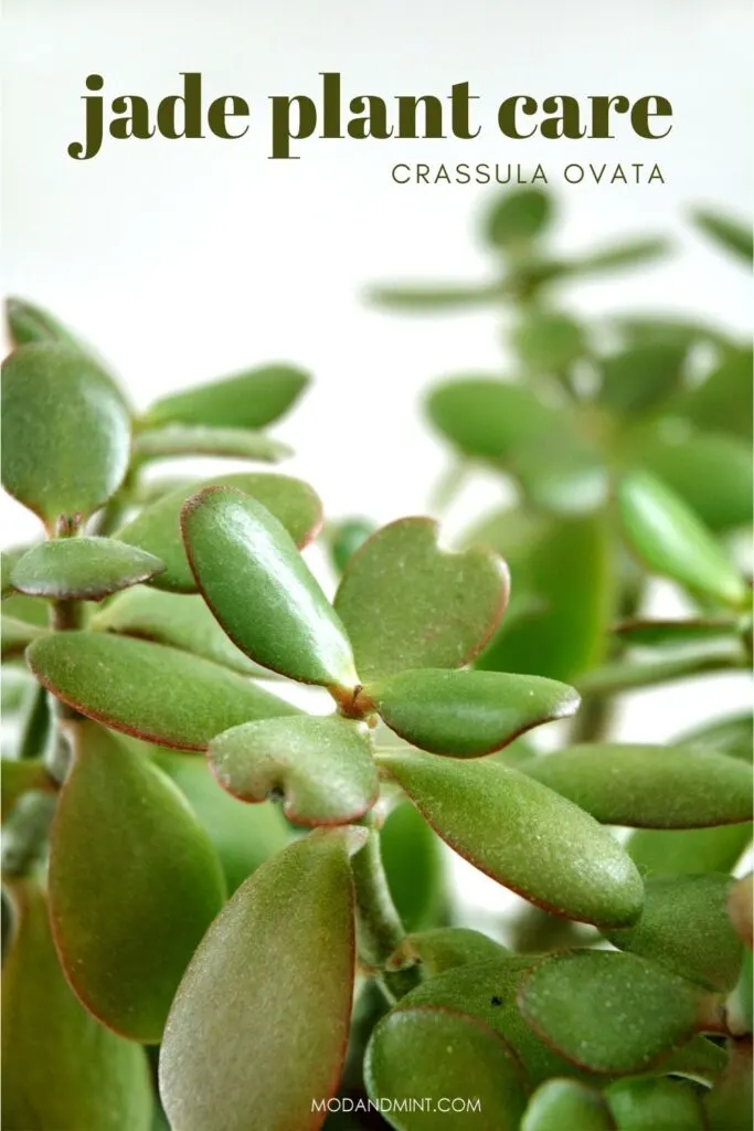 Close up image of jade plant leaves shaped like hearts. Text on image: Jade plant care Crassula ovata. modandmint.com.