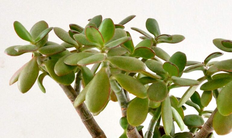 Close up of jade plant succulent leaves.