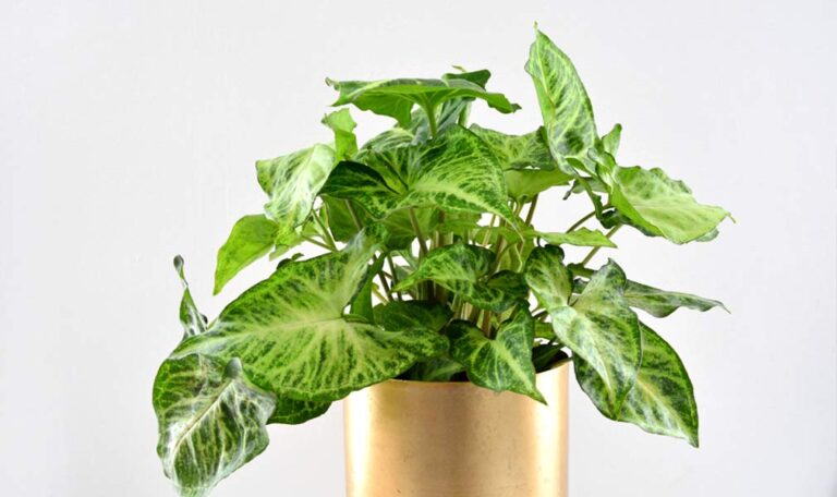 Large healthy arrowhead plant in gold colored planter.