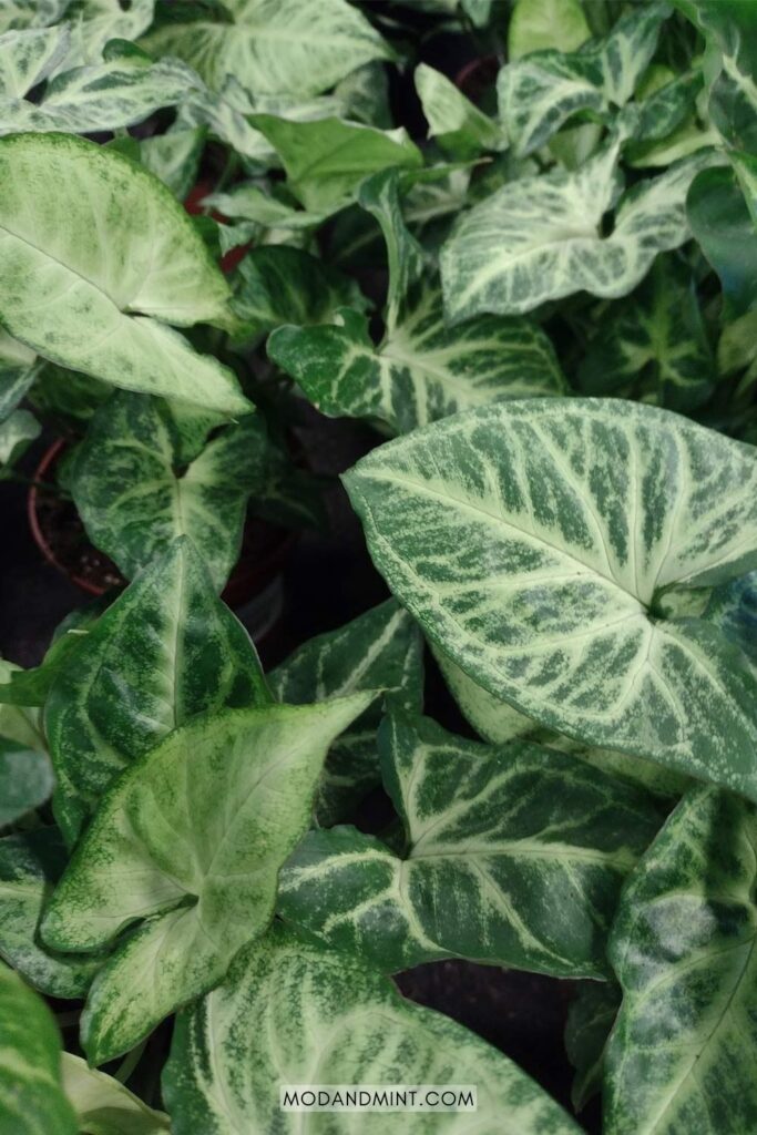 Close up of many green arrowhead plant leaves.